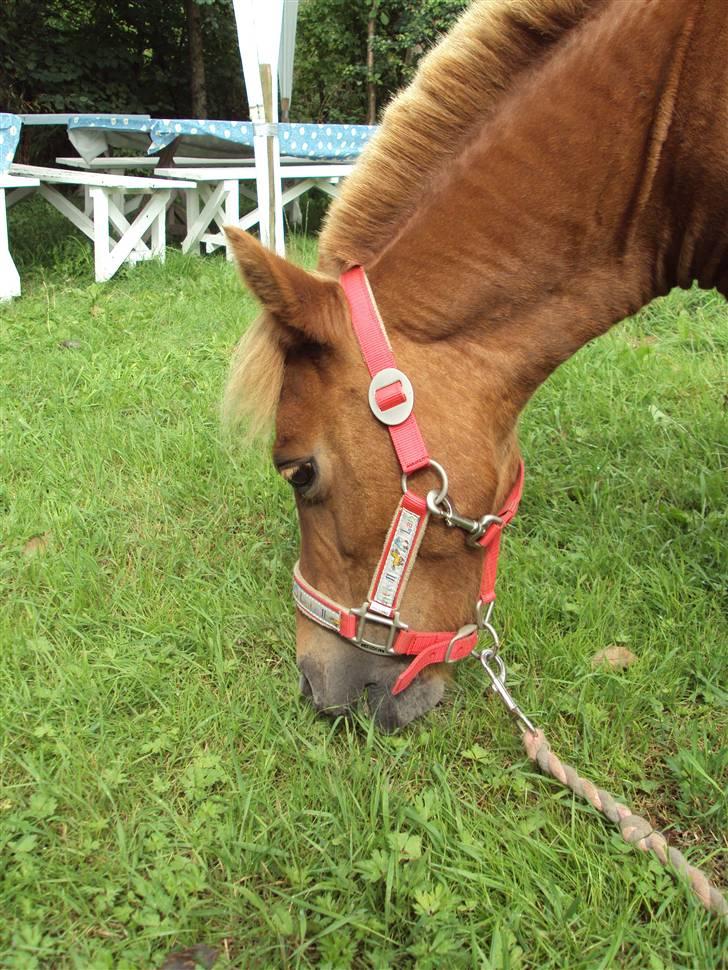 Shetlænder Nanny billede 2