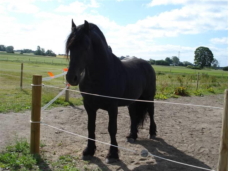 Frieser Wander ***SOLGT*** - Smuk smuk og atter smuk billede 5