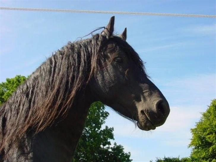 Frieser Wander ***SOLGT*** - Billed fra tidligere ejer billede 6