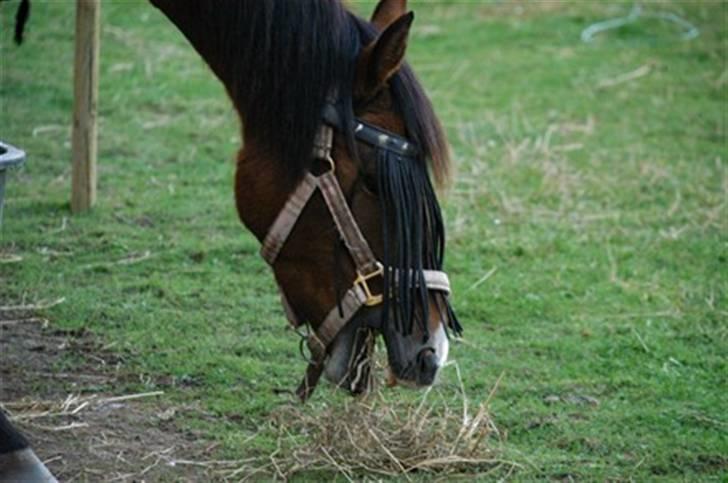 DSP Asprilla billede 10