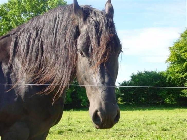 Frieser Wander ***SOLGT*** - Se hans smukke korte hoved billede 7