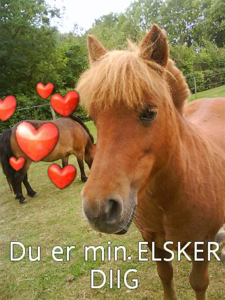 Shetlænder Nanny - jeg elsker dig skat<3 billede 5