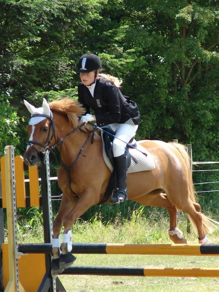Anden særlig race Apollo billede 13