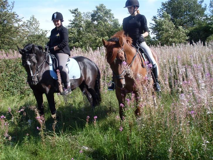 Anden særlig race DONNA - BABY <3 REDET - hyggelig dag med metzen! billede 5