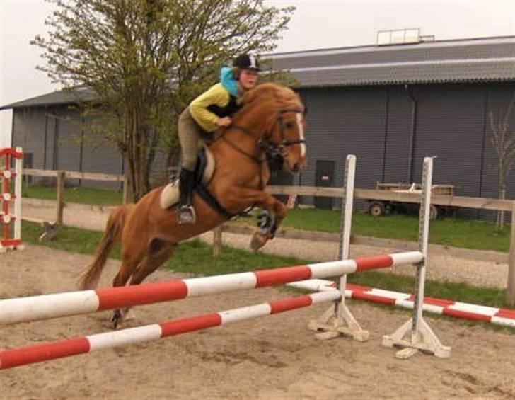 Anden særlig race Apollo - Springtræning billede 17