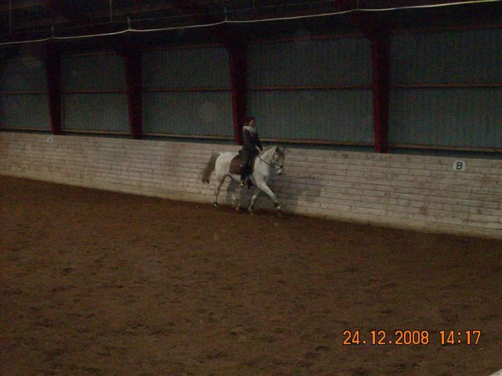 Sportsaraber (A) Cliff Galivant  billede 9