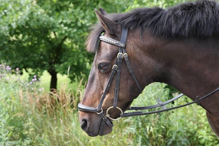 Connemara Sepp<'3 - Velkommen til Sepp´s profil. :) billede 1