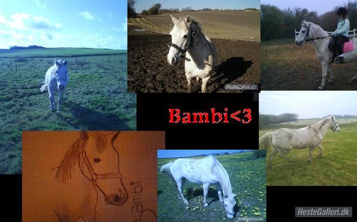 Anden særlig race Bambi - Bambi<33 billede 16
