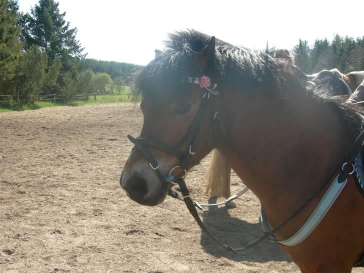 Welsh Mountain (sec A) Mr. Morgan - Morgan slapper af! ... Fotograf: Mig billede 16