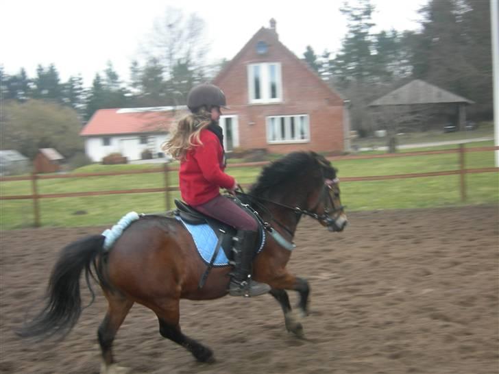 Welsh Mountain (sec A) Mr. Morgan - Morgan på banen ... Fotograf: Mig billede 17