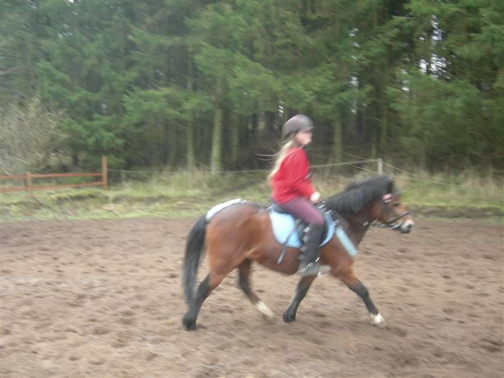 Welsh Mountain (sec A) Mr. Morgan - Morgan på banen ... Fotograf: Mig billede 18