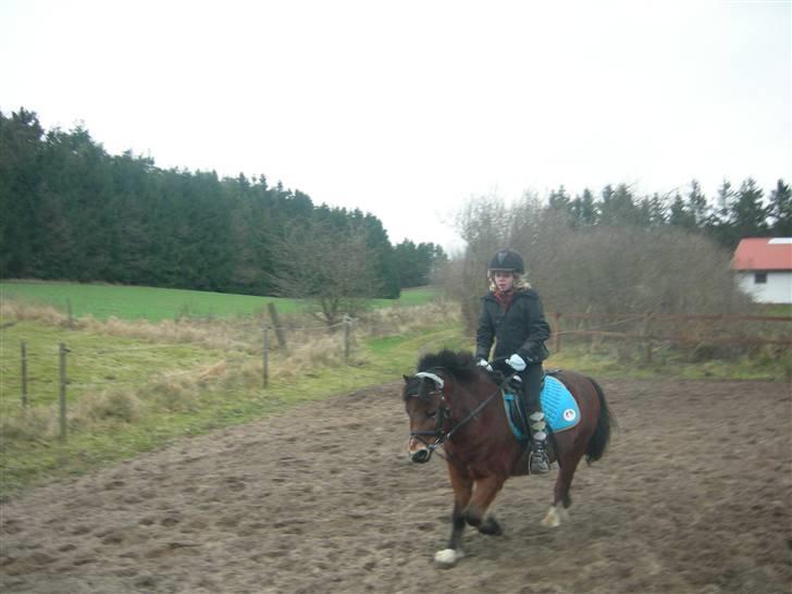 Welsh Mountain (sec A) Mr. Morgan - Morgan på banen ... Fotograf: Mig billede 19