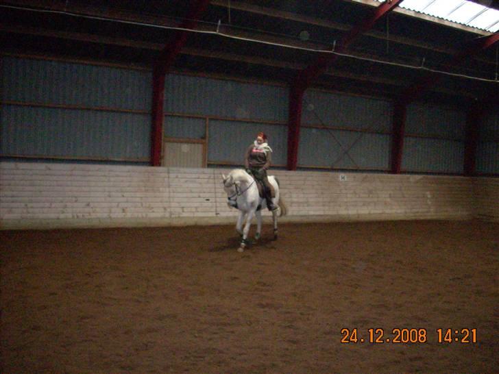 Sportsaraber (A) Cliff Galivant  billede 12