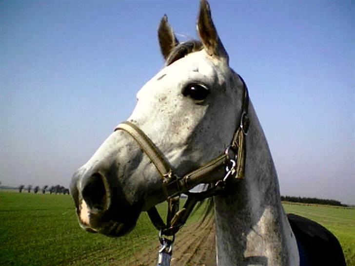 Sportsaraber (A) Cliff Galivant  billede 13