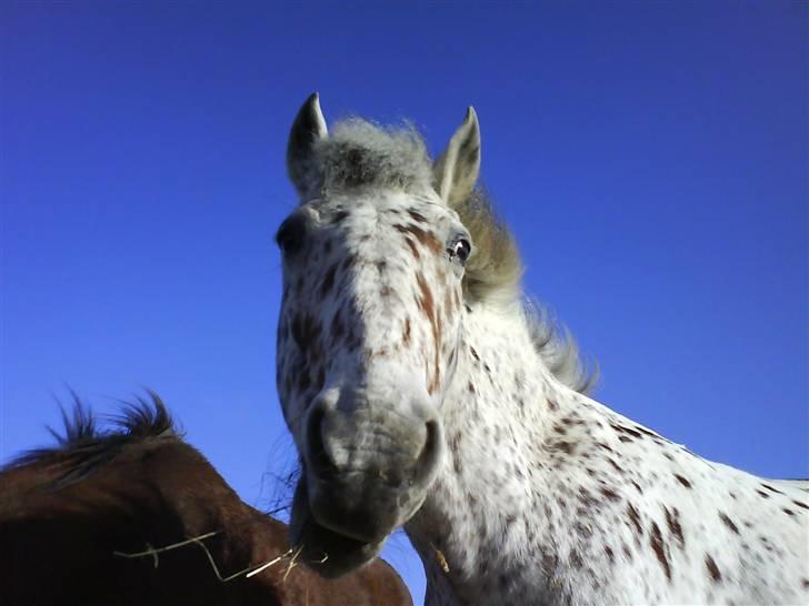 Anden særlig race Jack. billede 7
