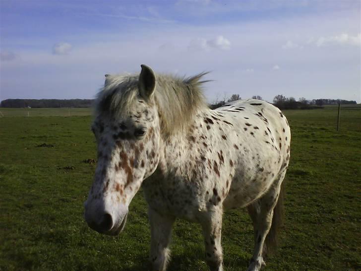 Anden særlig race Jack. billede 8