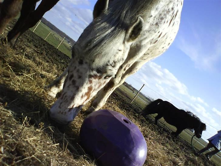 Anden særlig race Jack. billede 9