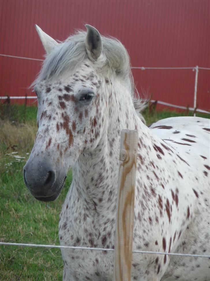 Anden særlig race Jack. - Min lille charmør <3 billede 1