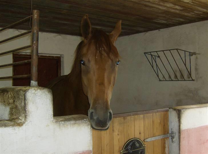 Dansk Varmblod Skovbo's Isabella Row.   billede 12