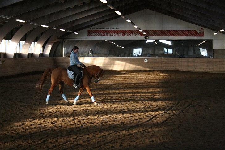 DSP Eddingburg - Det er min dejlige pony. billede 8