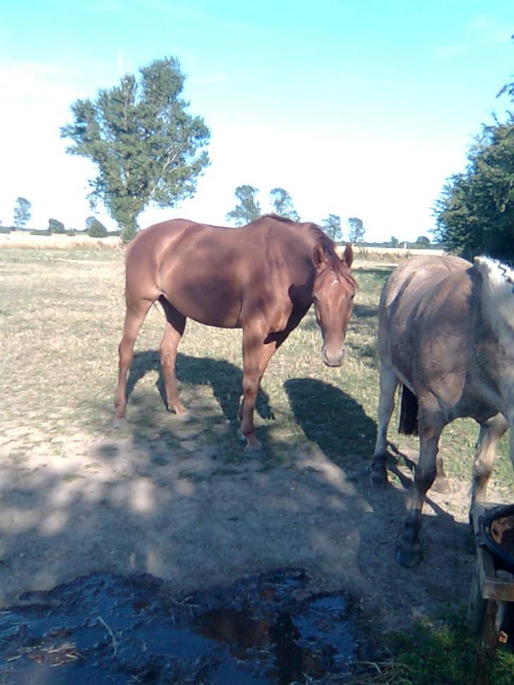 Dansk Varmblod Skovbo's Isabella Row.   billede 13