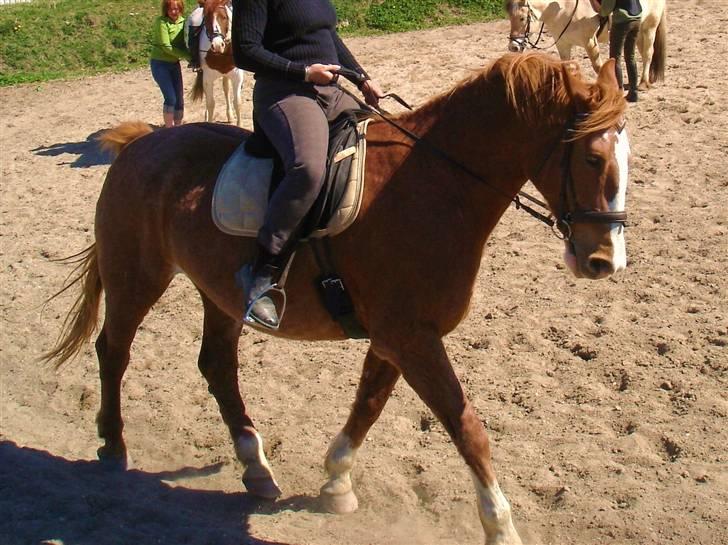 Frederiksborg Mads (rip) billede 7