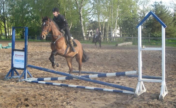 Dansk Varmblod Cleopatra (solgt) - Opvarmning til undervisning d. 7. maj 09 [foto: Anne] billede 12