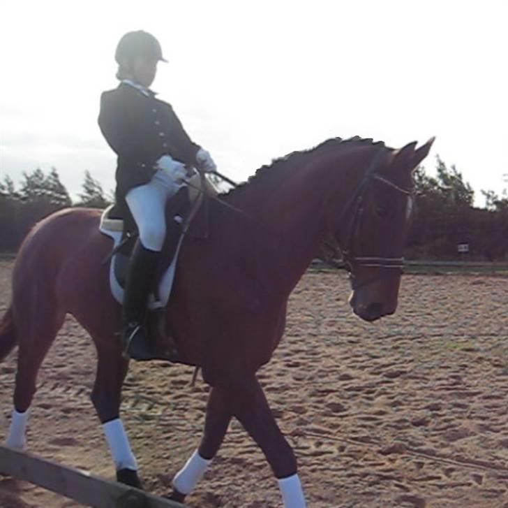 Dansk Varmblod Cleopatra (solgt) - Vores første stævne sammen, havde haft hende i 2 dage. xD [foto: min mor] 4. okt. 2008 - Lc1, 69,58 % billede 15