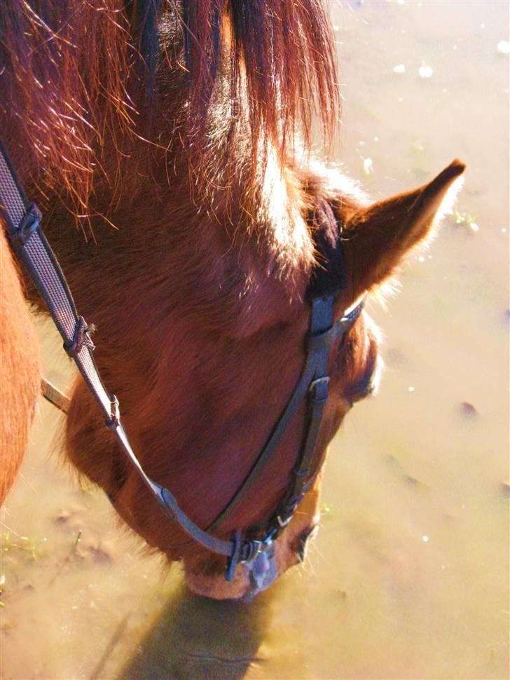 Dansk Varmblod Cleopatra (solgt) - Man bliver let tørstig af en lang ridetur. (: - uanset vandets "grumsethed." xD Foto: Anne d. 11. marts 09 billede 17