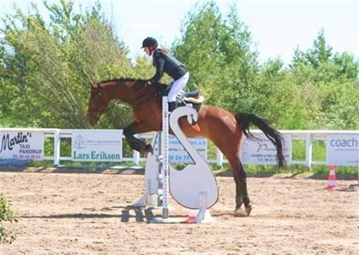 Dansk Varmblod Cleopatra (solgt) - D-stævne i Jetsmark, LD - 30. maj 09 [foto: Mona J.] billede 19