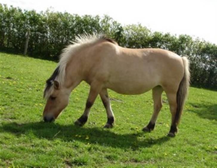 Fjordhest mille billede 11