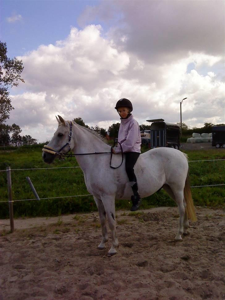 Anden særlig race Marcus SOLGT - SOLGT billede 2