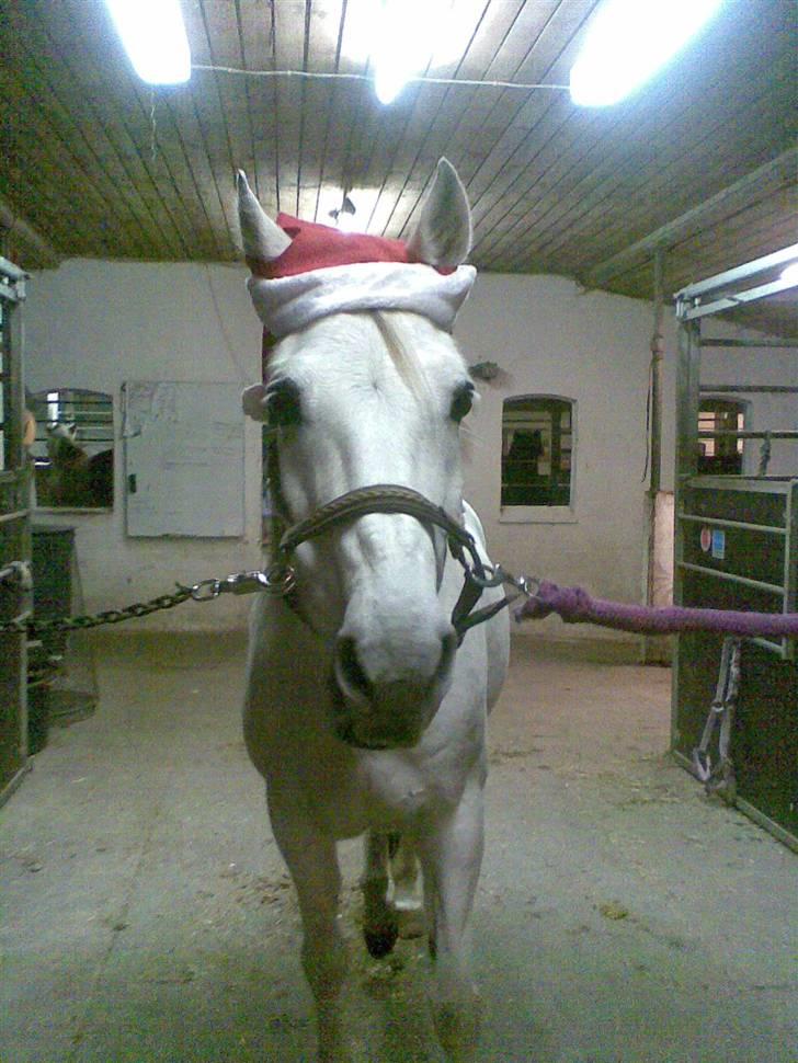 Anden særlig race Marcus SOLGT - SOLGT billede 4