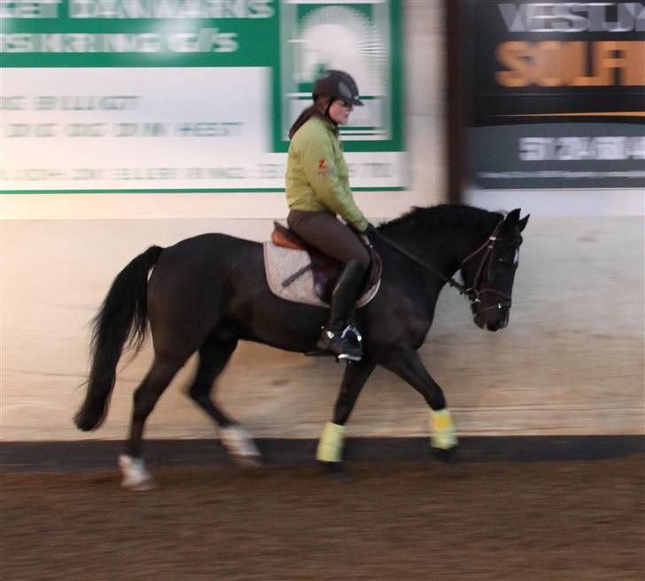 Anden særlig race Torpegårds Master  - emma og master, træning julen 08 - foto: far <3 billede 14