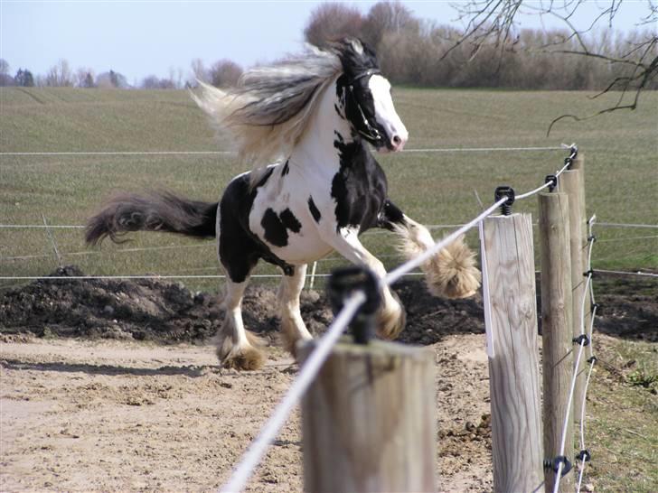 Irish Cob Igors Riain of April STER - Riain i hopla billede 1