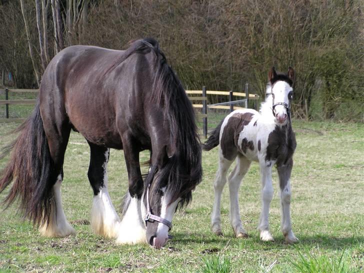 Irish Cob Igors Riain of April STER - Riain som føl sammen med mor billede 2