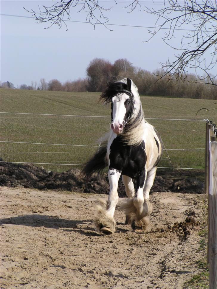 Irish Cob Igors Riain of April STER - Riain i hopla billede 8