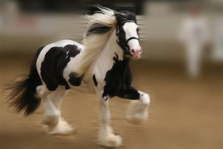 Irish Cob Igors Riain of April STER - Riain løs til DTF kåring. Fløjhingst billede 13