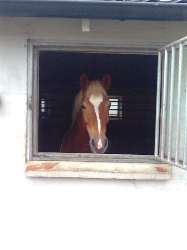 DSP Fina De Robinson. <3SOLGT - Fina elsker hendes boks-vindue billede 15