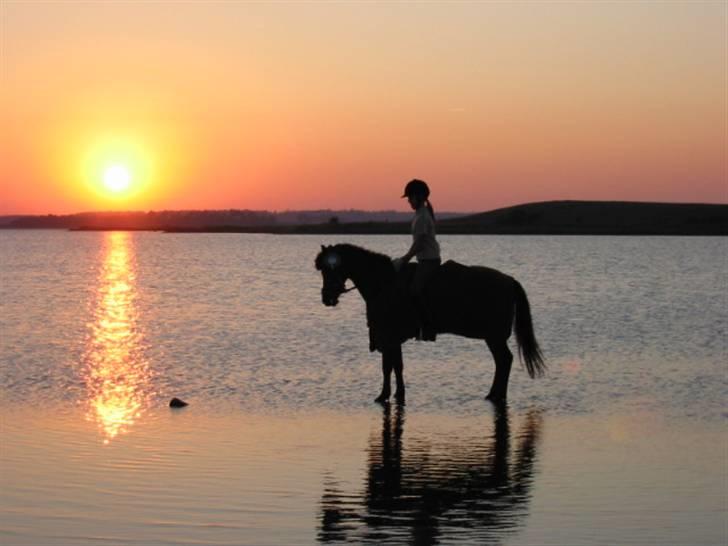 Anden særlig race Fister SOLGT - En tur i vandet. billede 13