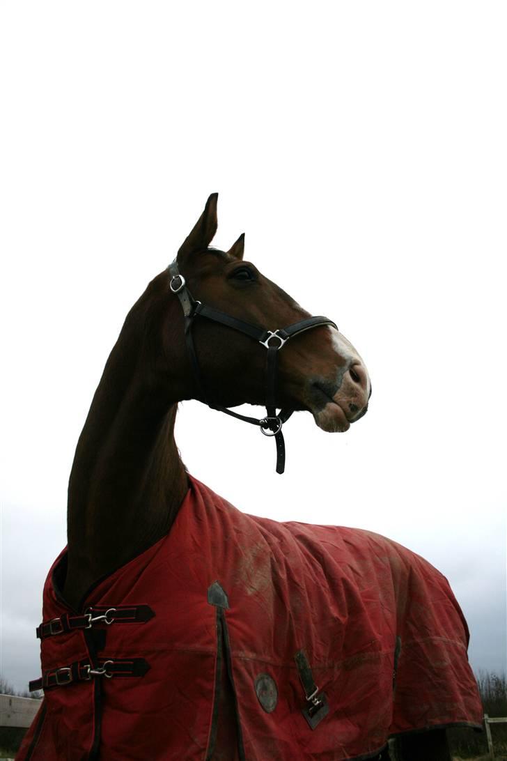 Dansk Varmblod Agat   billede 19