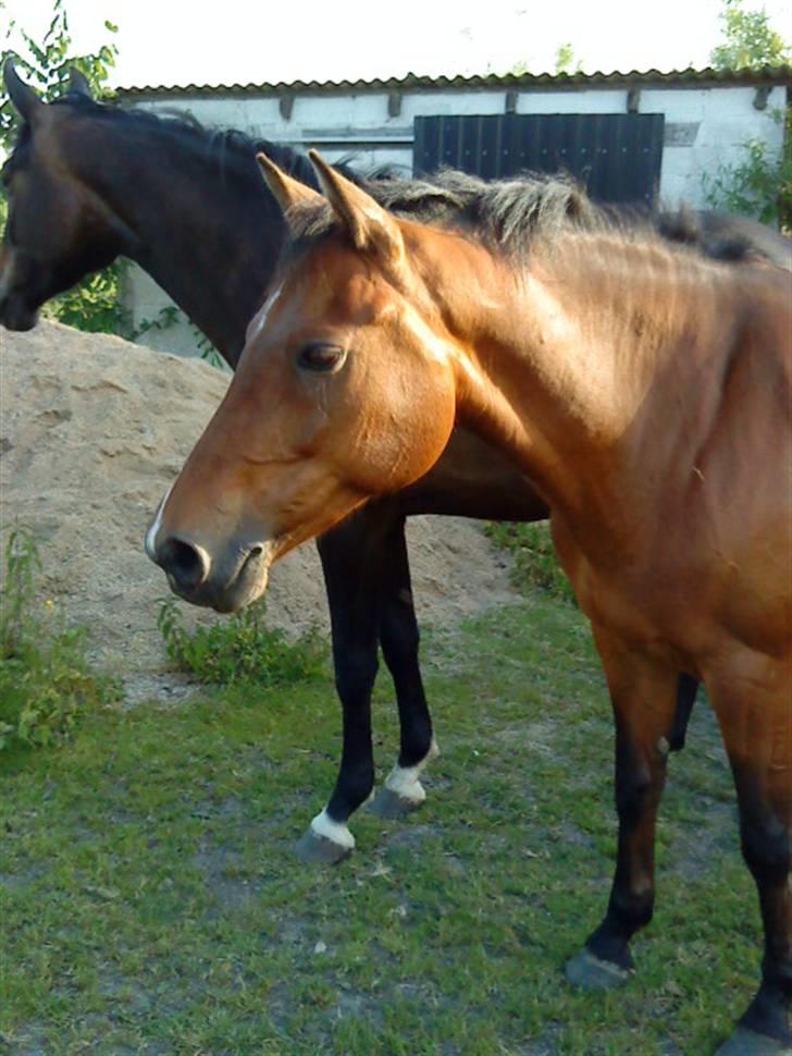 DSP Manilla M solgt - velkommen til Manillas profil<3:-) billede 1