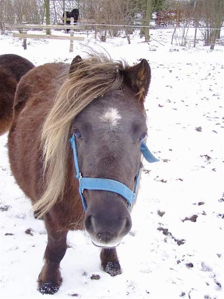 Shetlænder Søndergårds Fie II billede 13