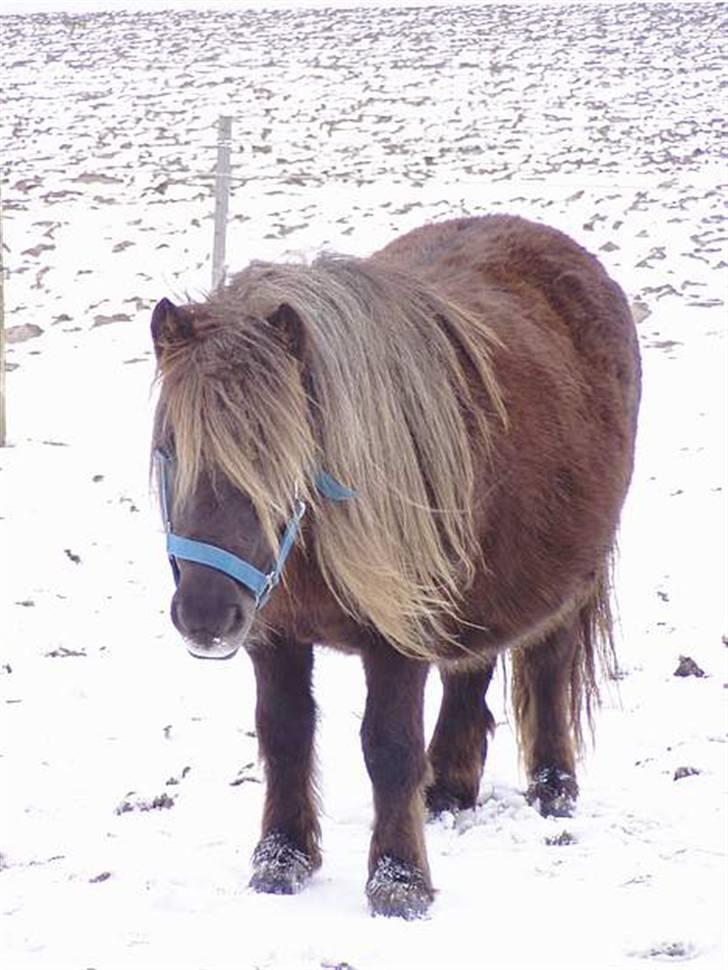 Shetlænder Søndergårds Fie II billede 14