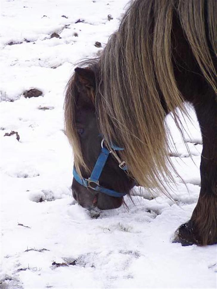 Shetlænder Søndergårds Fie II billede 15
