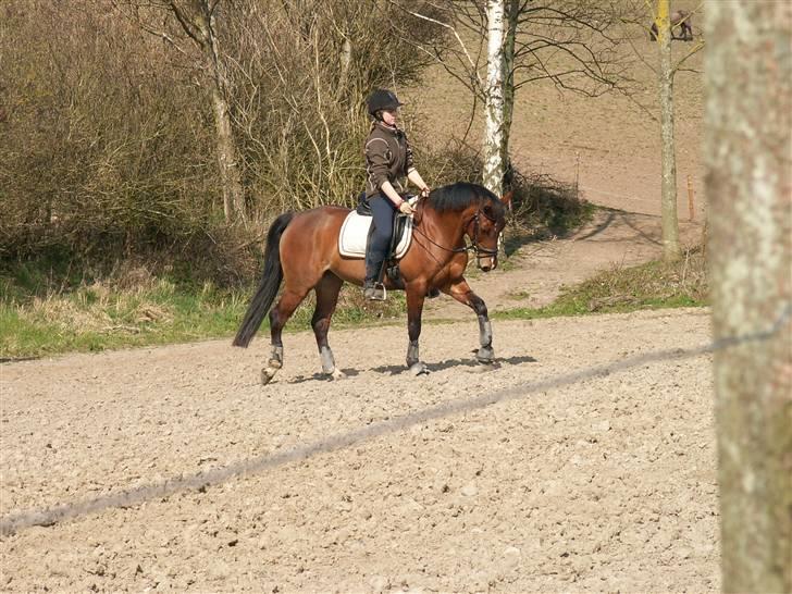 DSP Manilla M solgt billede 3