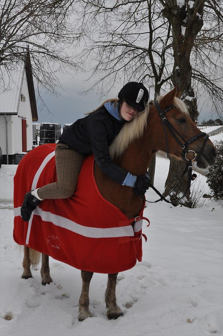 Haflinger Bosse *EUR* - Bosse og jeg ude og nyde den første sne :) Efterår 2010 Foto: Christina billede 12