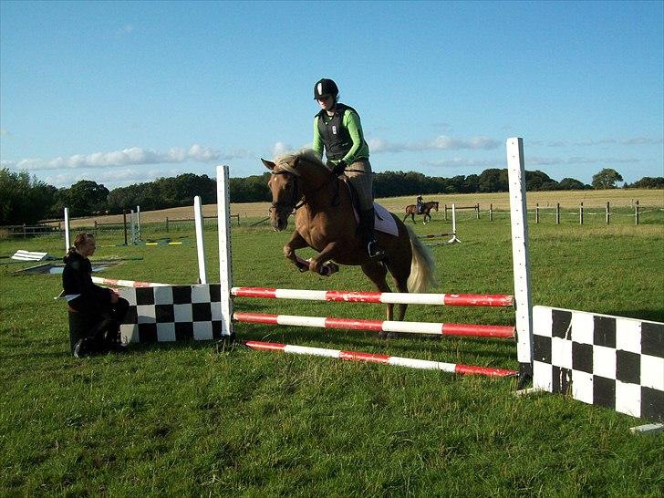 Haflinger Bosse *EUR* - Det var dengang alting var godt... Sommer 09 Foto: Sandra billede 14