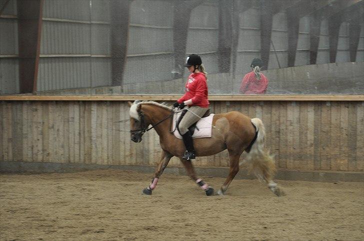 Haflinger Bosse *EUR* - Bosse og jeg træner dressur. Forår 10 Foto: Stine L billede 15