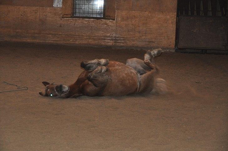 Haflinger Bosse *EUR* - Bosse får sig lige en rulle tur :) Vinter 10 Foto: Amanda(mig) billede 16